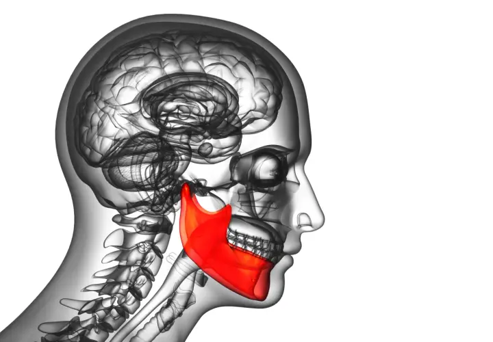 Illustrazione anatomica del cranio umano con la mandibola evidenziata in rosso. La mascella superiore è visibile con i denti.