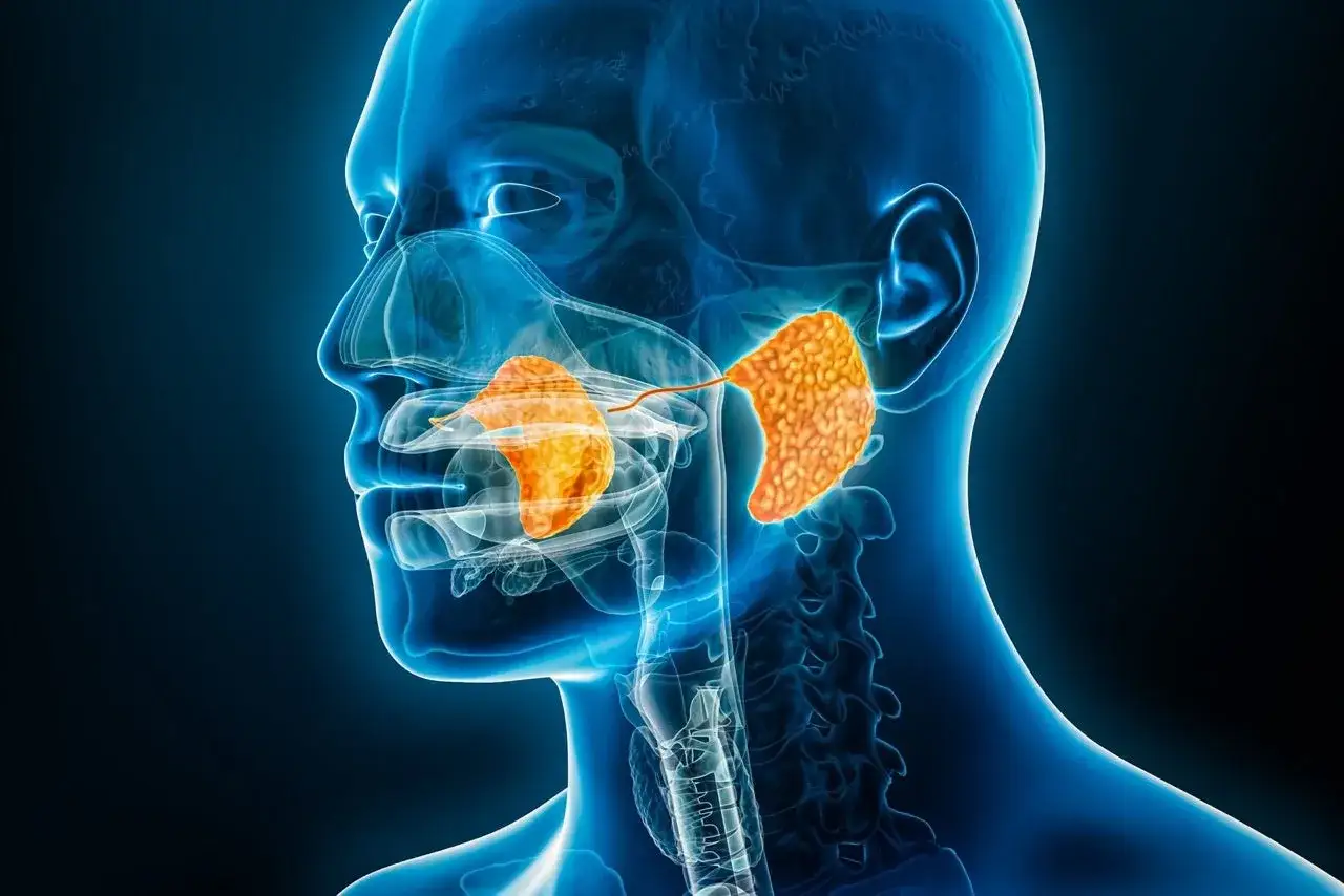 Ghiandole salivari evidenziate in arancione, potenziali cause di bocca secca.
